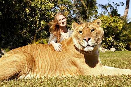 thebigbounce's Photos | ALBLUM animals  | HERCULES , the biggest putty cat in the world :)