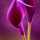 anand-'s Photo